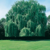 Salix x SEPULCRALIS = ALBA 'TRISTIS' (Salice piangente)