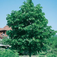 Tilia CORDATA 'ERECTA'