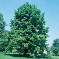 Tilia TOMENTOSA (Tiglio argentato)