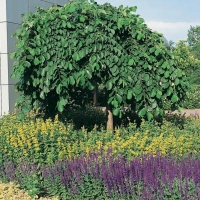 Ulmus GLABRA 'PENDULA'