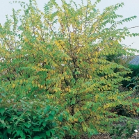 Ulmus RESISTA<sup>®</sup> 'Sapporo Autumn Gold'