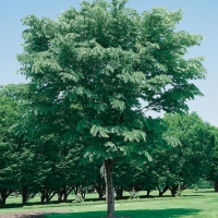 Zelkova CARPINIFOLIA