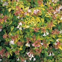 Abelia x GRANDIFLORA 'GOLD SPOT'