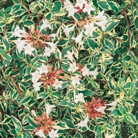 Abelia x GRANDIFLORA GOLDEN PANACHE<sup>®</sup> 'Mingold'