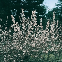 Abeliophyllum DISTICHUM (Forsythia bianca)