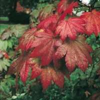 Acer JAPONICUM 'VITIFOLIUM'