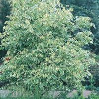 Acer NEGUNDO 'VARIEGATUM'