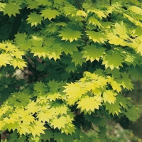 Acer SHIRASAWANUM 'AUREUM' = JAPONICUM 'AUREUM'