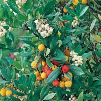 Arbutus UNEDO (Corbezzolo)