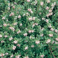 Arctostaphylos UVA-URSI 'RADIANT'