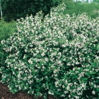 Aronia MELANOCARPA