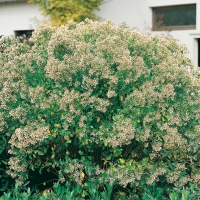 Baccharis HALIMIFOLIA (Senecione)