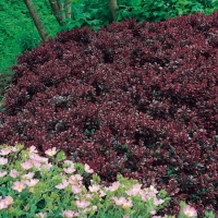 Berberis THUNBERGII 'BAGATELLE'