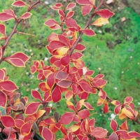 Berberis THUNBERGII 'CORONITA'