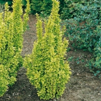 Berberis THUNBERGII 'GOLDEN TORCH'<sup>®</sup>