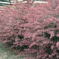 Berberis THUNBERGII 'HARLEQUIN'