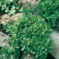 Berberis BUXIFOLIA 'NANA'