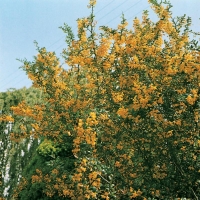 Berberis DARWINII