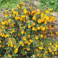 Berberis DARWINII 'NANA'