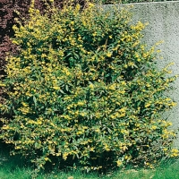 Berberis JULIANAE