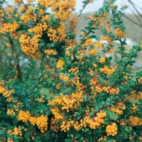 Berberis LINEARIFOLIA 'ORANGE KING'