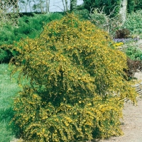 Berberis VERRUCULOSA