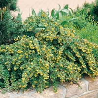 Berberis x FRIKARTII = CANDIDULA 'AMSTELVEEN'