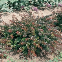 Berberis x MEDIA 'RED JEWEL'