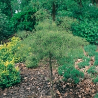 Betula PENDULA 'TROST'S DWARF'