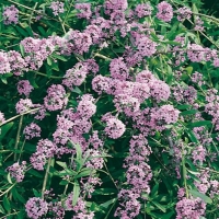 Buddleja ALTERNIFOLIA