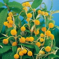 Buddleja GLOBOSA