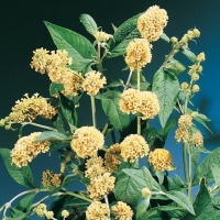 Buddleja x WEYERIANA