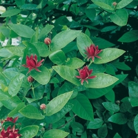 Calycanthus FLORIDUS (Calicanto d'estate)