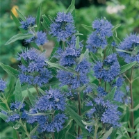 Caryopteris x CLANDONENSIS 'HEAVENLY BLUE'