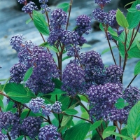 Ceanothus x DELILIANUS 'CONTESSA DI PARIGI'