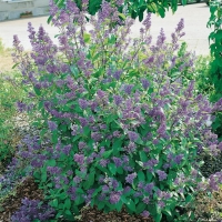 Ceanothus x DELILIANUS 'HENRY DESFOSSÉ'