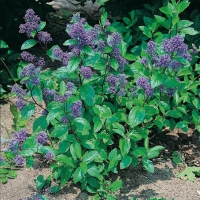 Ceanothus x DELILIANUS 'TOPAZE'