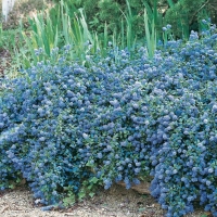 Ceanothus 'PROSTRATUS'