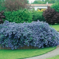 Ceanothus THYRSIFLORUS 'REPENS'