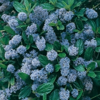 Ceanothus 'BURKWOODII'