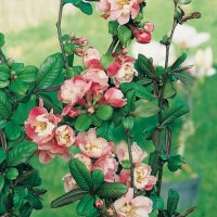 Chaenomeles SPECIOSA 'FALCONNET CHARLET'