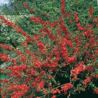 Chaenomeles x SUPERBA 'ERNST FINKEN'