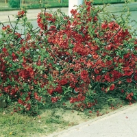 Chaenomeles x SUPERBA 'CRIMSON AND GOLD'