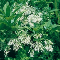 Chionanthus VIRGINICUS (Albero della neve)