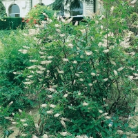 Clethra ALNIFOLIA 'PANICULATA'