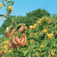 Colutea ARBORESCENS