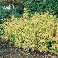 Cornus ALBA (Corniolo bianco)