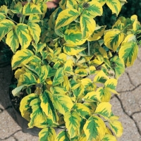 Cornus FLORIDA