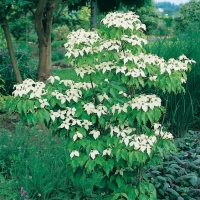Cornus KOUSA