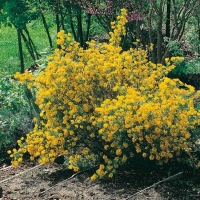 Coronilla EMERUS